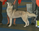 Queen - European Dog Show 2008