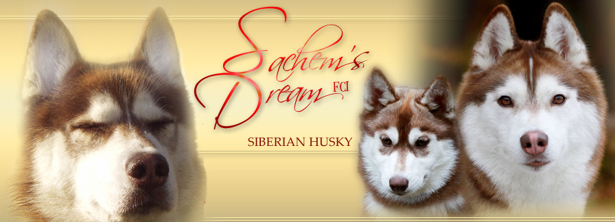 Siberian Husky Kennel