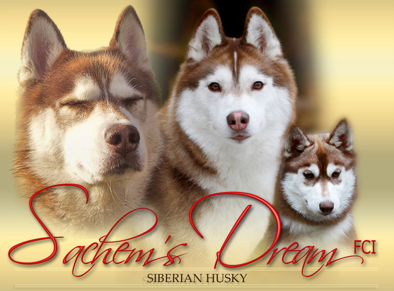 Siberian Husky Sachem's Dream ~ Hodowla ~ Kennel